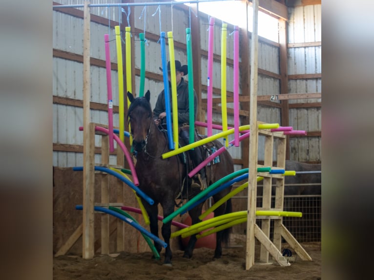 Quarter horse américain Hongre 4 Ans 155 cm Roan-Bay in Fredericksburg