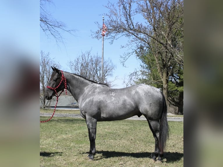 Quarter horse américain Hongre 4 Ans 155 cm Rouan Bleu in Allentown