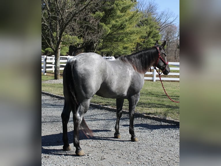 Quarter horse américain Hongre 4 Ans 155 cm Rouan Bleu in Allentown