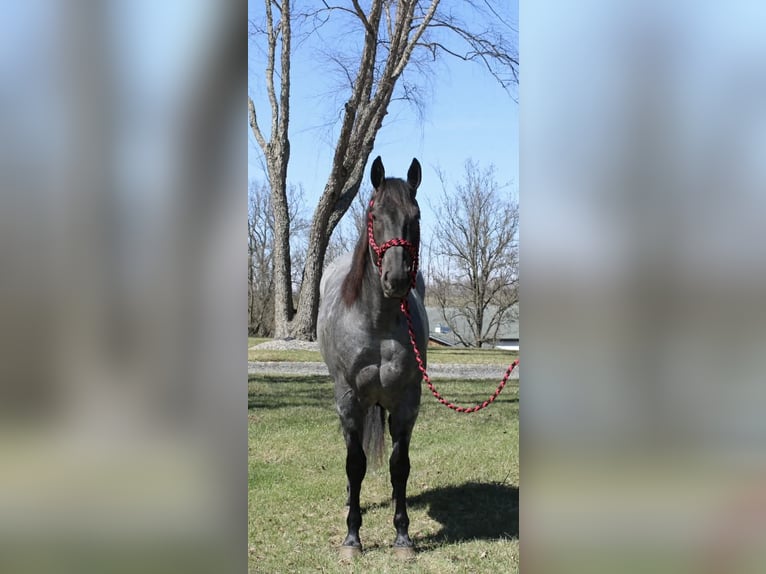 Quarter horse américain Hongre 4 Ans 155 cm Rouan Bleu in Allentown