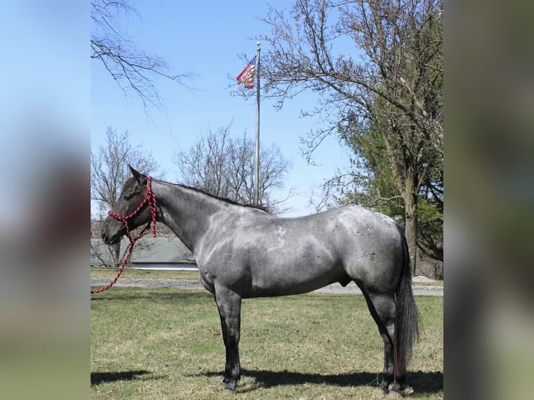 Quarter horse américain Hongre 4 Ans 155 cm Rouan Bleu in Allentown