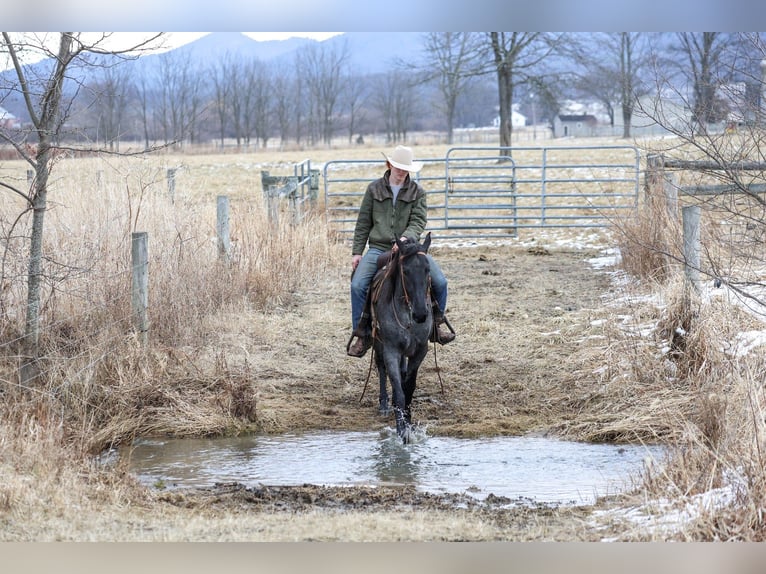 Quarter horse américain Hongre 4 Ans 155 cm Rouan Bleu in Mc Connellsburg