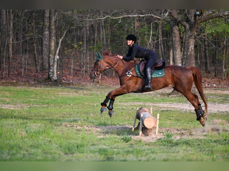 Quarter horse américain Hongre 4 Ans 155 cm Rouan Rouge in Hull