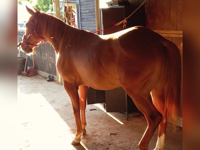 Quarter horse américain Hongre 4 Ans 155 cm in Tortoreto Lido