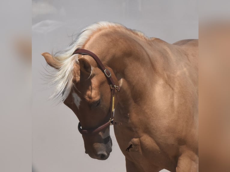 Quarter horse américain Hongre 4 Ans 156 cm Palomino in Mallorca