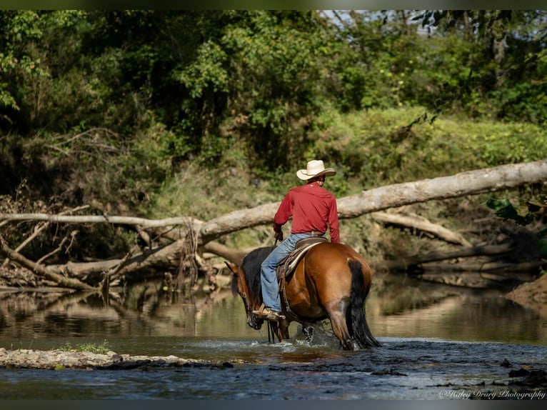 Quarter horse américain Croisé Hongre 4 Ans 157 cm Bai cerise in Auburn, KY