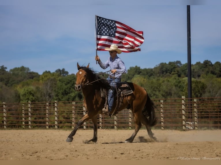 Quarter horse américain Croisé Hongre 4 Ans 157 cm Bai cerise in Auburn, KY