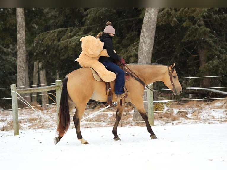 Quarter horse américain Hongre 4 Ans 157 cm Buckskin in Clarion, PA