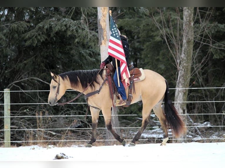 Quarter horse américain Hongre 4 Ans 157 cm Buckskin in Clarion, PA