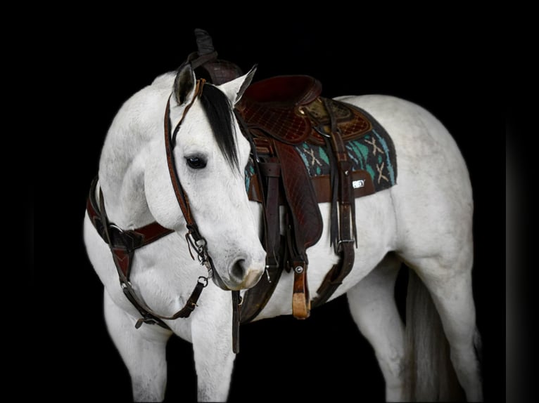 Quarter horse américain Hongre 4 Ans 157 cm Gris in Clarion, PA