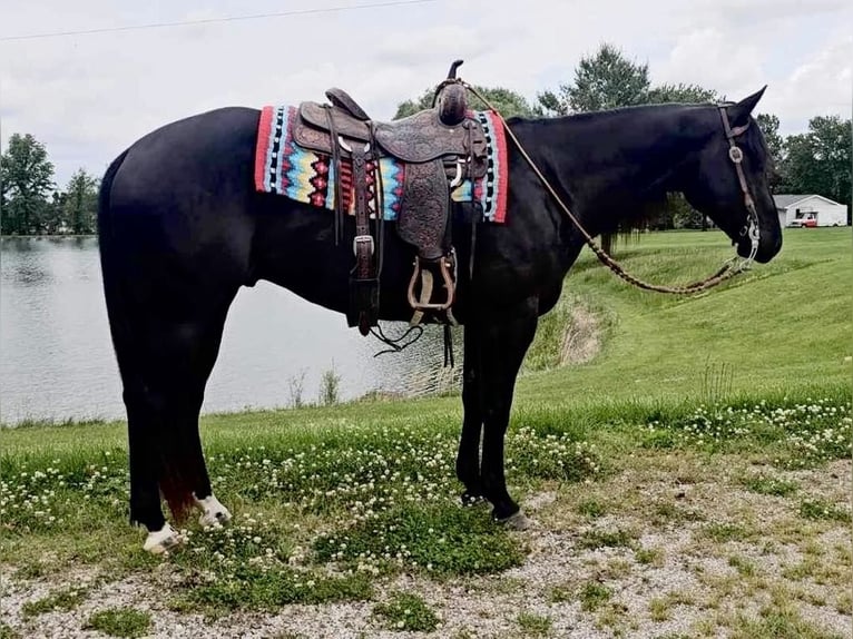Quarter horse américain Hongre 4 Ans 157 cm Noir in Robards KY