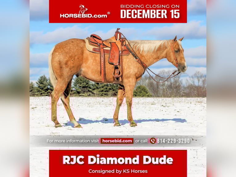 Quarter horse américain Hongre 4 Ans 157 cm Palomino in Clarion