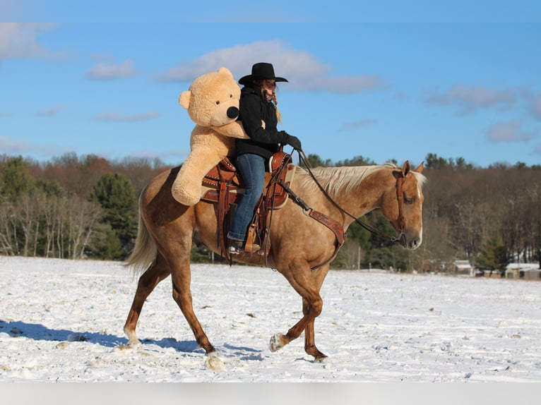 Quarter horse américain Hongre 4 Ans 157 cm Palomino in Clarion