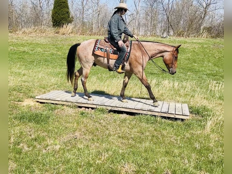 Quarter horse américain Hongre 4 Ans 157 cm Roan-Bay in Henderson