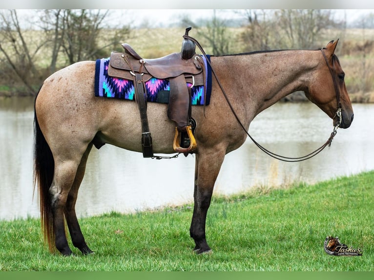 Quarter horse américain Hongre 4 Ans 157 cm Roan-Bay in Henderson