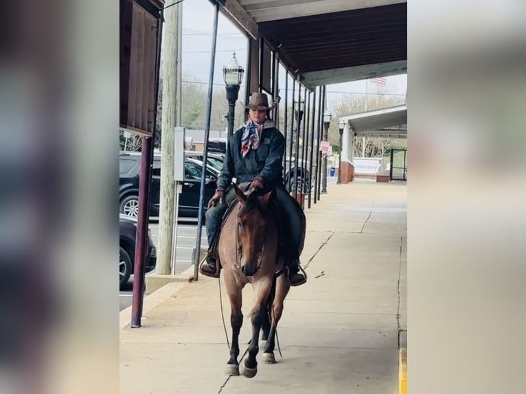 Quarter horse américain Hongre 4 Ans 157 cm Roan-Bay in Henderson