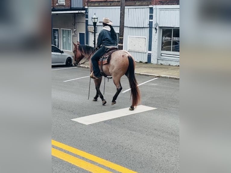 Quarter horse américain Hongre 4 Ans 157 cm Roan-Bay in Henderson