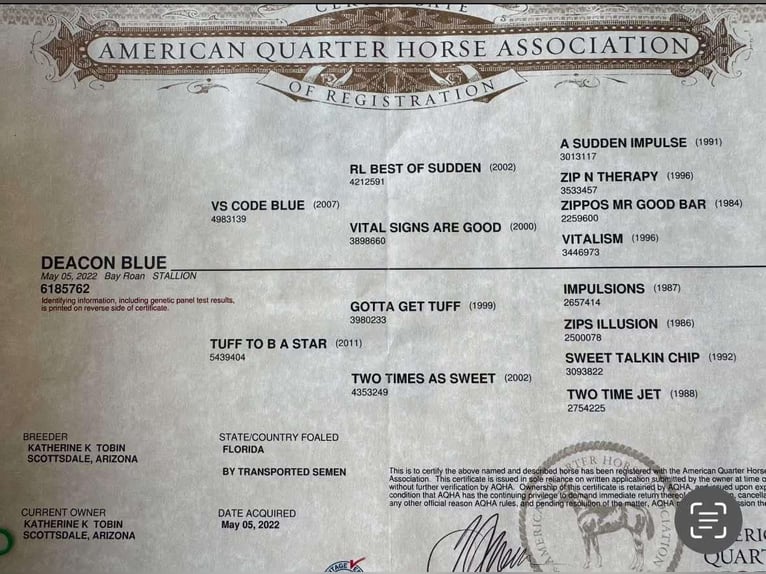 Quarter horse américain Hongre 4 Ans 157 cm Roan-Bay in Weatherford TX