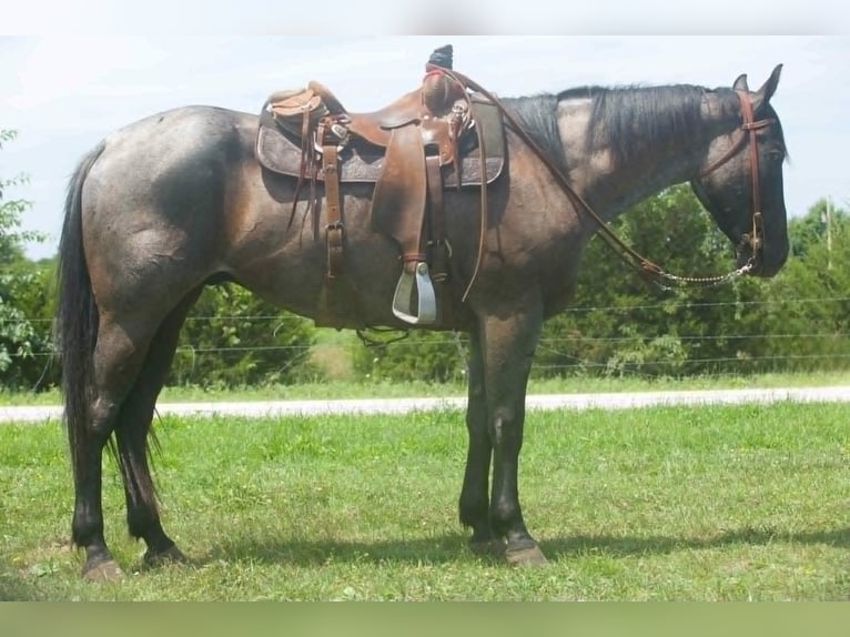 Quarter horse américain Hongre 4 Ans 157 cm Rouan Bleu in Cole Camp MO