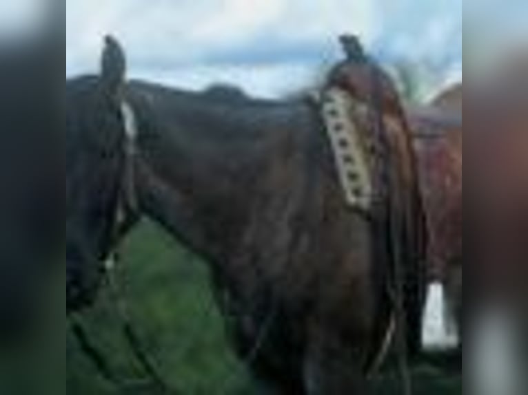 Quarter horse américain Hongre 4 Ans 157 cm Rouan Bleu in Cole Camp MO