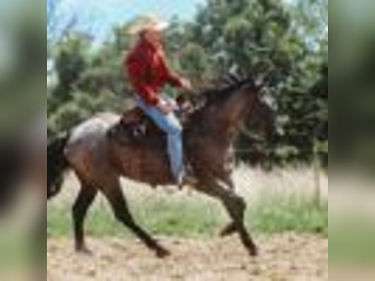 Quarter horse américain Hongre 4 Ans 157 cm Rouan Bleu in Cole Camp MO