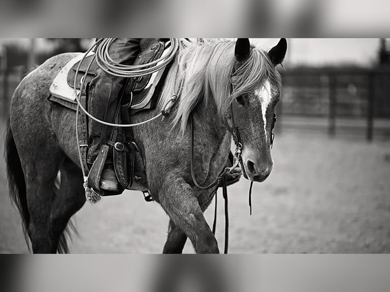 Quarter horse américain Hongre 4 Ans 157 cm Rouan Rouge in Normangee