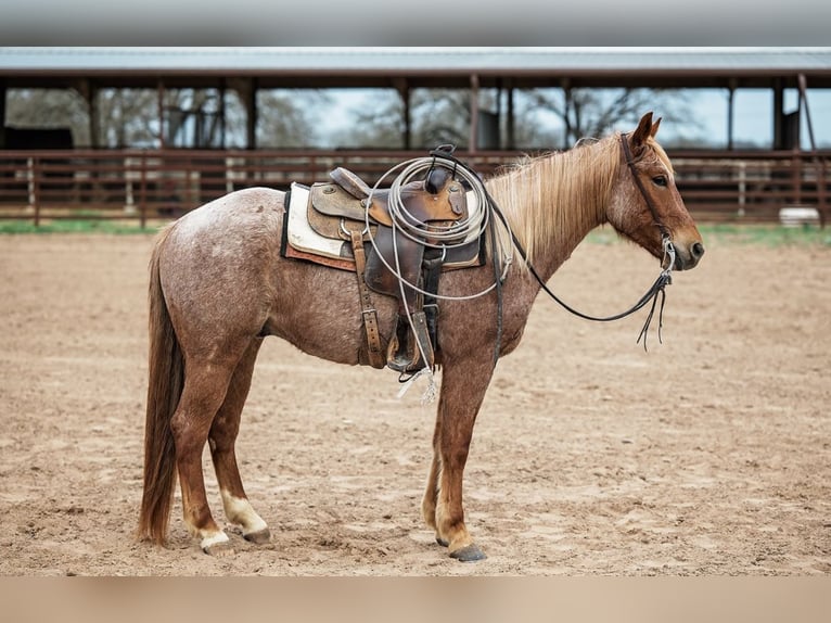 Quarter horse américain Hongre 4 Ans 157 cm Rouan Rouge in Normangee