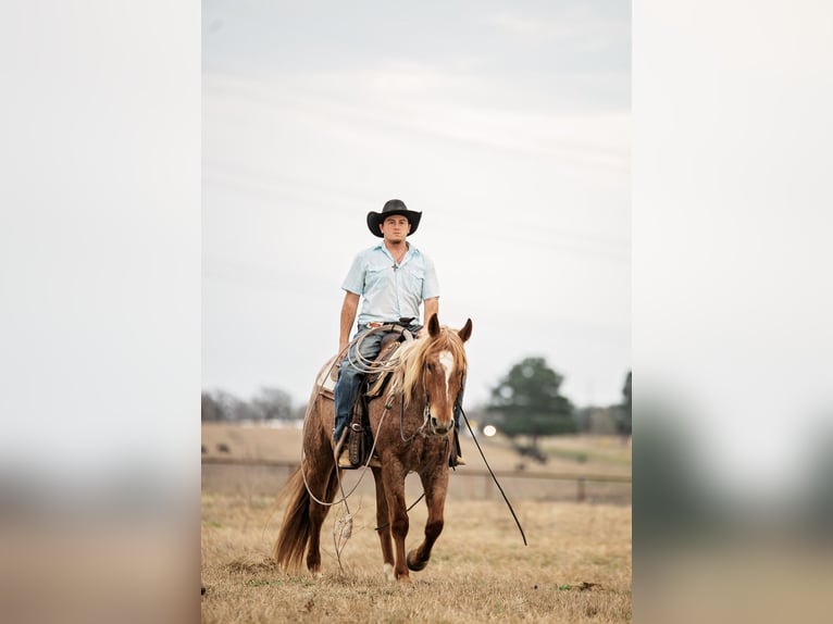 Quarter horse américain Hongre 4 Ans 157 cm Rouan Rouge in Normangee