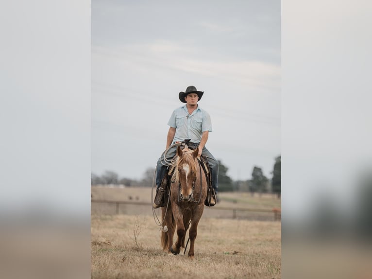 Quarter horse américain Hongre 4 Ans 157 cm Rouan Rouge in Normangee