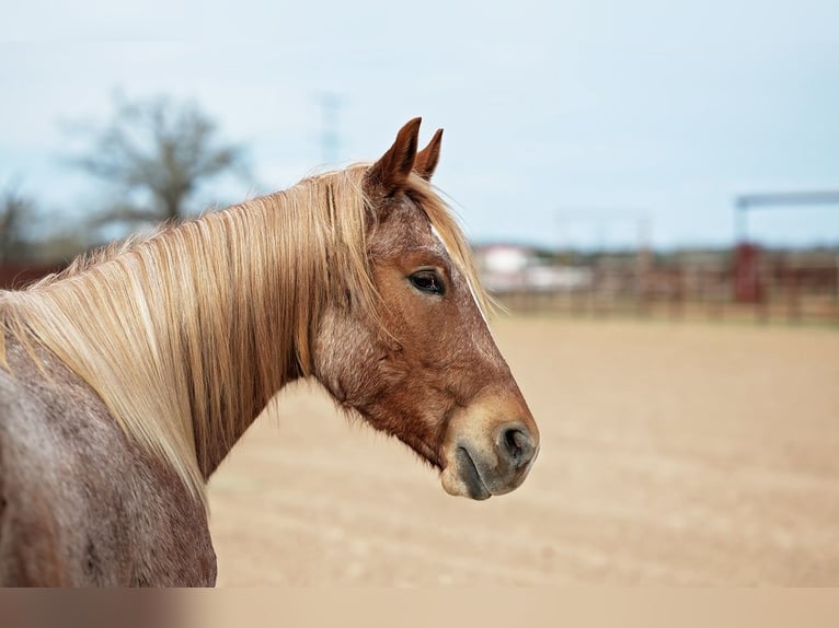 Quarter horse américain Hongre 4 Ans 157 cm Rouan Rouge in Normangee