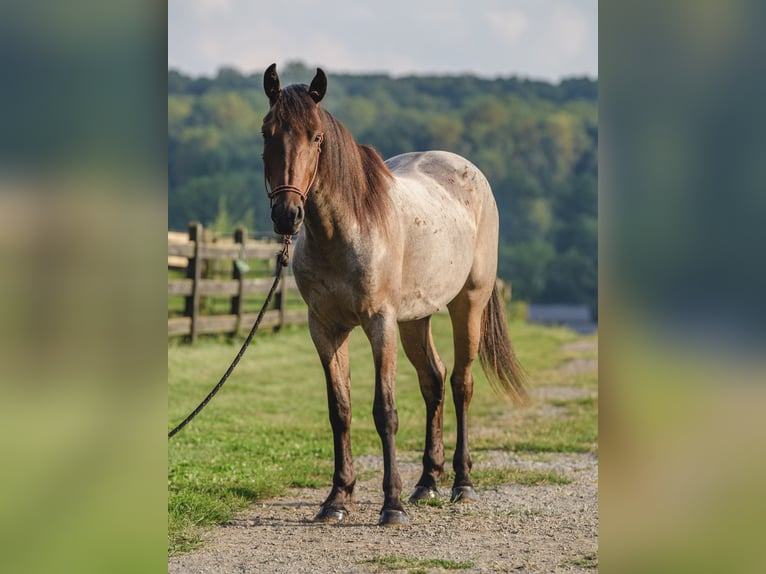 Quarter horse américain Croisé Hongre 4 Ans 157 cm in Honey Brook, PA