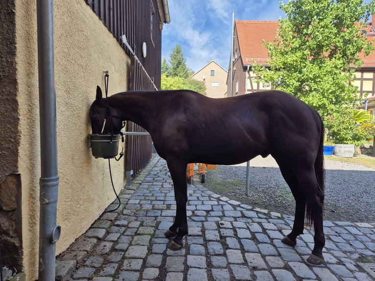 Quarter horse américain Hongre 4 Ans 158 cm Noir in Müglitztal