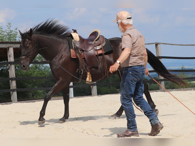 Quarter horse américain Hongre 4 Ans 158 cm Noir in Müglitztal