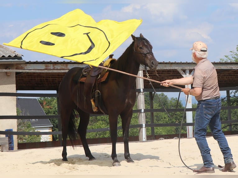 Quarter horse américain Hongre 4 Ans 158 cm Noir in Müglitztal