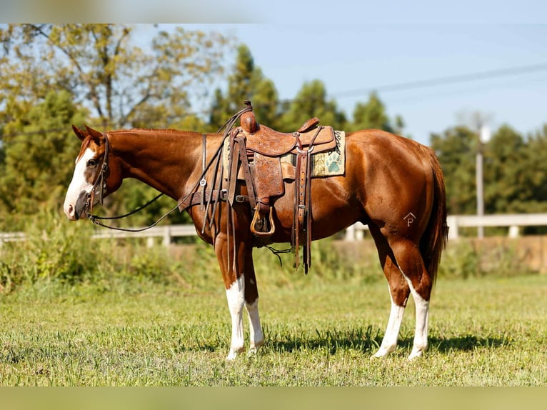 Quarter horse américain Hongre 4 Ans 160 cm Alezan brûlé in Rusk TX