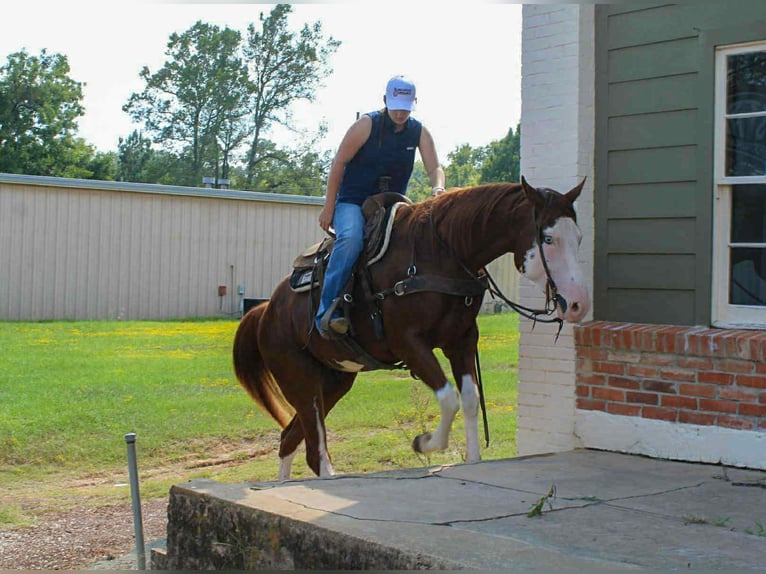 Quarter horse américain Hongre 4 Ans 160 cm Alezan brûlé in Rusk TX