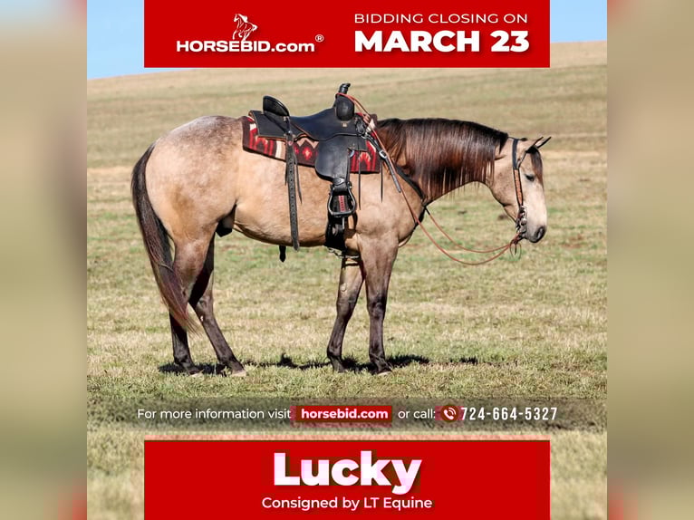 Quarter horse américain Hongre 4 Ans 160 cm Buckskin in Clarion