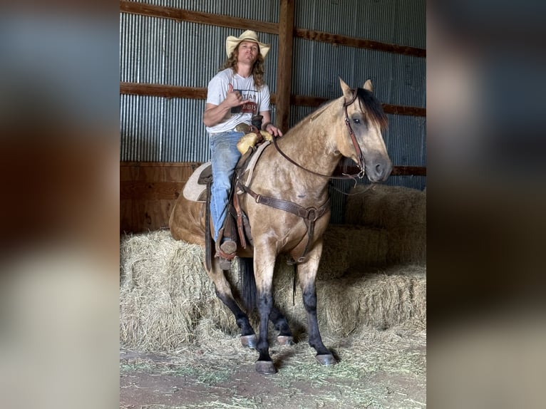 Quarter horse américain Hongre 4 Ans 160 cm Buckskin in Crescent