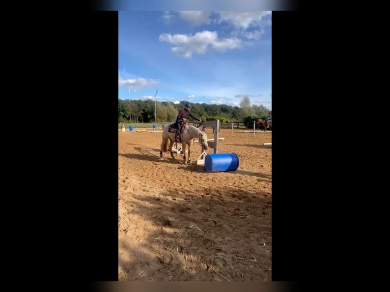Quarter horse américain Hongre 4 Ans 160 cm Palomino in Hengelo