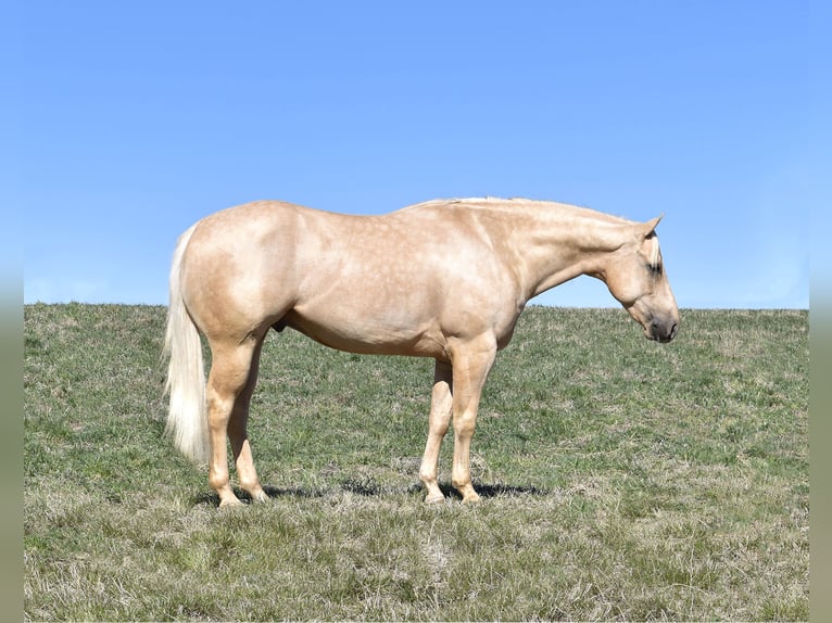 Quarter horse américain Hongre 4 Ans 160 cm Palomino in Bayard, Nebraska