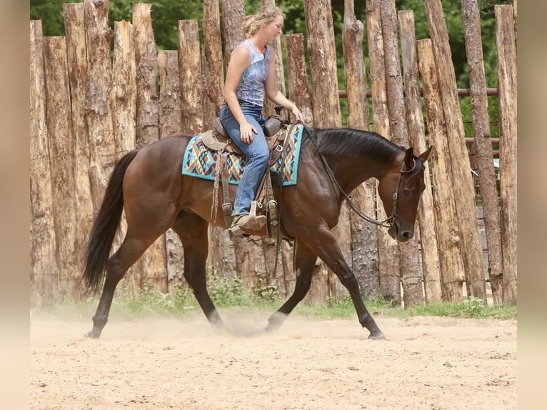 Quarter horse américain Croisé Hongre 4 Ans 163 cm Bai cerise in Athens, TX