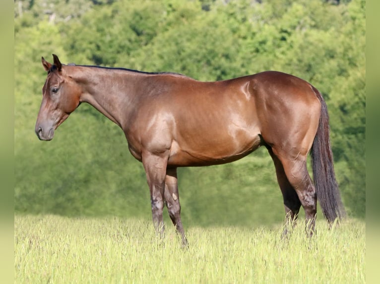 Quarter horse américain Croisé Hongre 4 Ans 163 cm Bai cerise in Athens, TX
