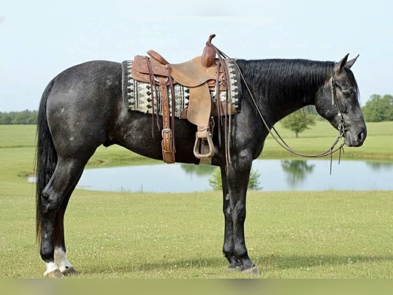Quarter horse américain Hongre 4 Ans 163 cm Gris in Beaver Springs