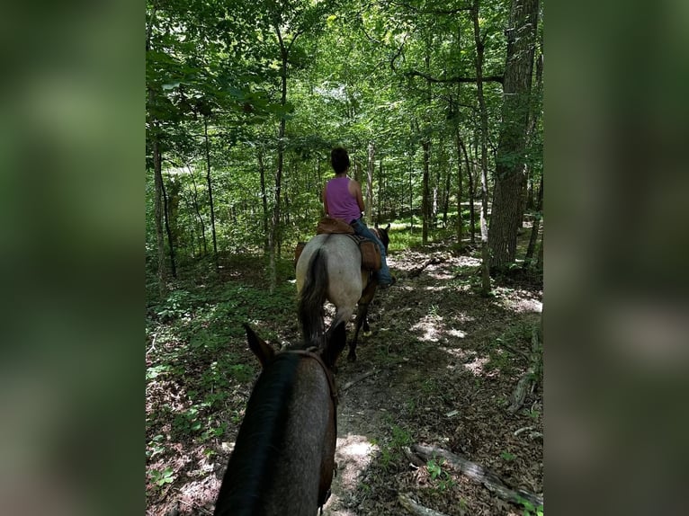 Quarter horse américain Hongre 4 Ans 163 cm Grullo in Auburn