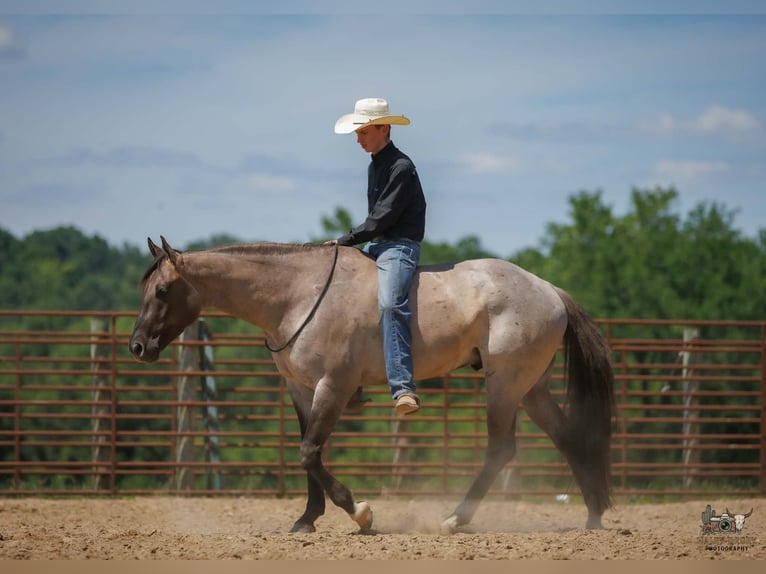 Quarter horse américain Hongre 4 Ans 163 cm Grullo in Auburn