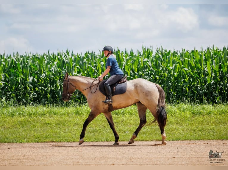 Quarter horse américain Hongre 4 Ans 163 cm Grullo in Auburn
