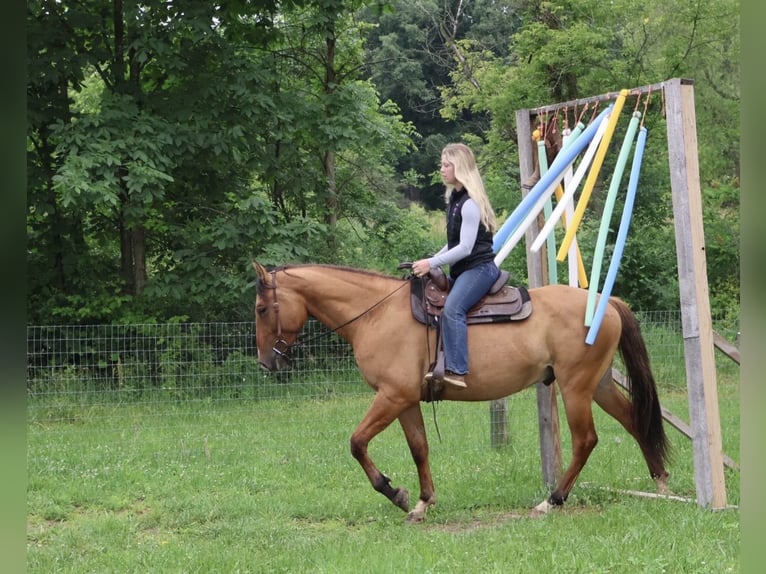 Quarter horse américain Hongre 4 Ans 163 cm Isabelle in Howell
