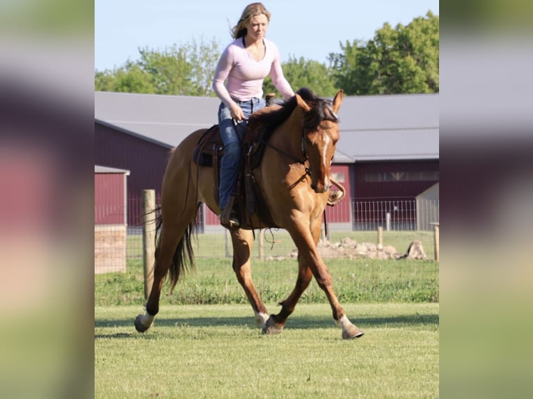 Quarter horse américain Hongre 4 Ans 163 cm Isabelle in Howell