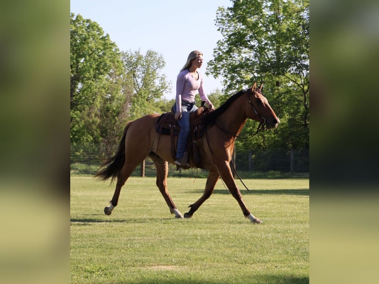 Quarter horse américain Hongre 4 Ans 163 cm Isabelle in Howell