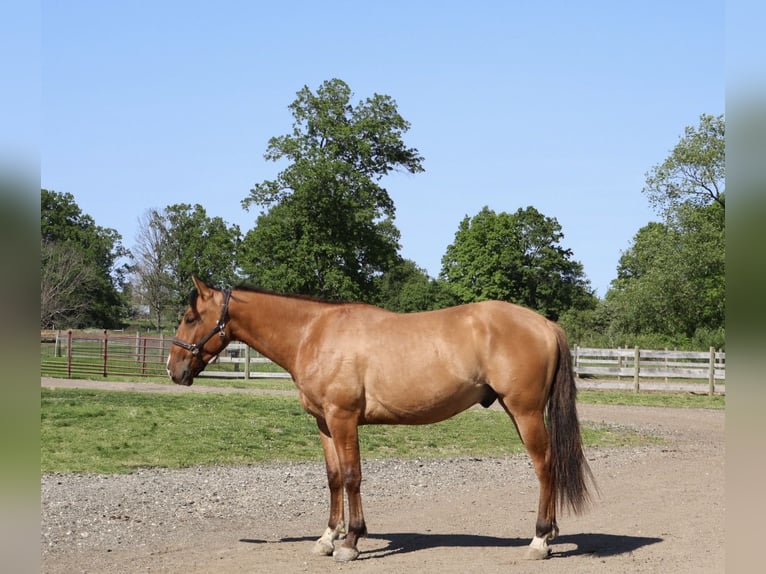 Quarter horse américain Hongre 4 Ans 163 cm Isabelle in Howell